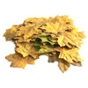  Unique Leaves Single Maple Crafting Leaves | Pack of 50 