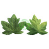  Unique Leaves Single Maple Crafting Leaves | Pack of 50 