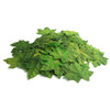 Unique Leaves Single Maple Crafting Leaves | Pack of 50 