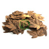  Unique Leaves Single Maple Crafting Leaves | Pack of 50 