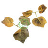  Unique Leaves Tripple Crafting Leaves | Pack of 50 