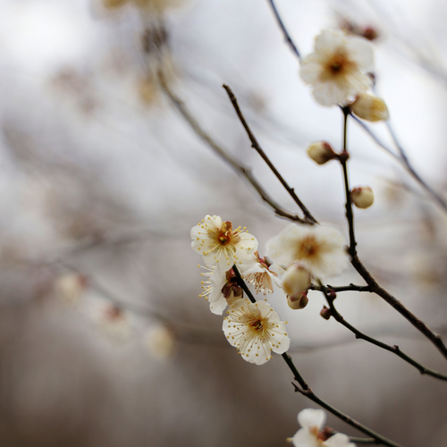 Winter Flowers & Sprays