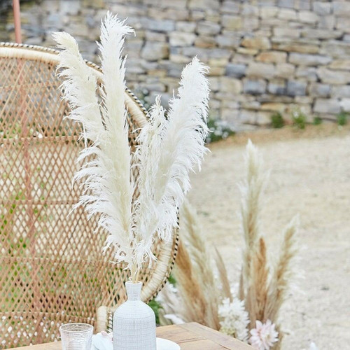 Pampas Grass & Grasses