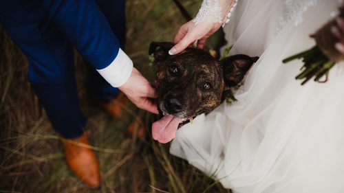 Fun Ways to Involve Pets on Your Wedding Day: Making Your Furry Friends Part of the Celebration