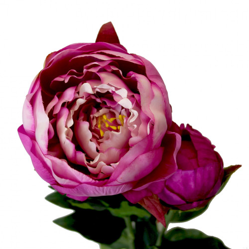 Fuchsia Peony (78cm)