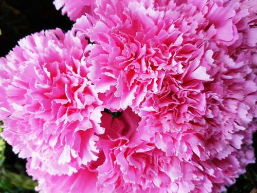 Natural Pink Carnation Bush