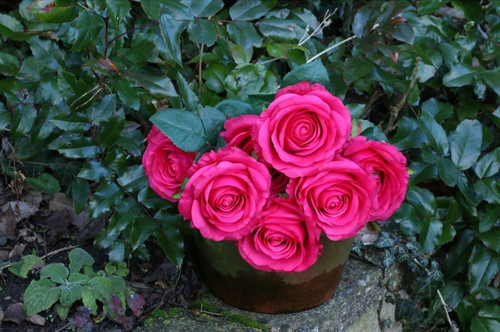 Rose Bunch Fuschia