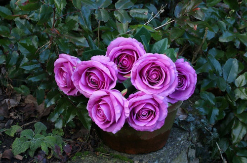 Rose Bunch Purple