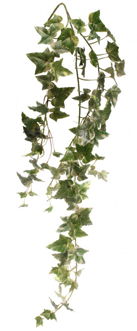 Holland Ivy Vine 46 inch Holland Ivy Vine 46 inch