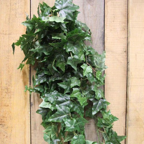 54" English Ivy Hanging Bush