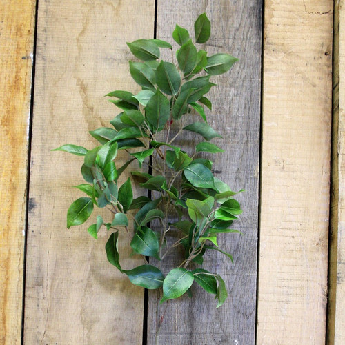 34" Ficus Spray 34" Ficus Spray