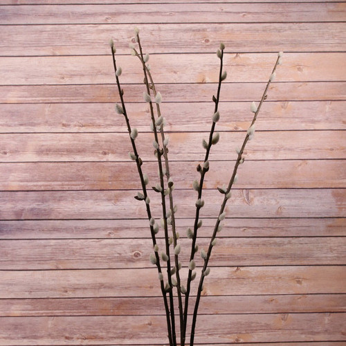 102cm Coated Pussy Willow