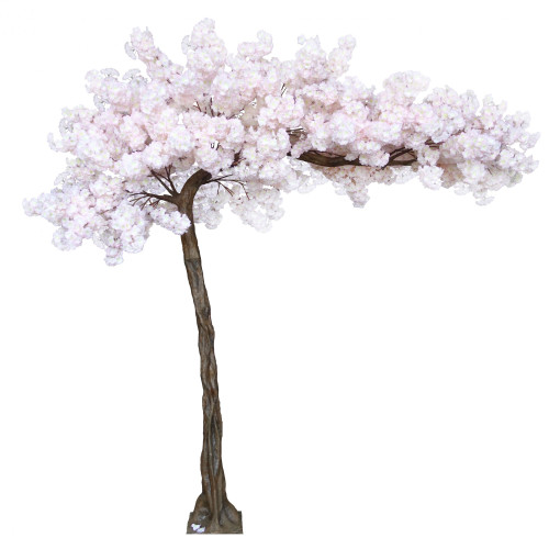 Cream Blossom Tree (3.2m)
