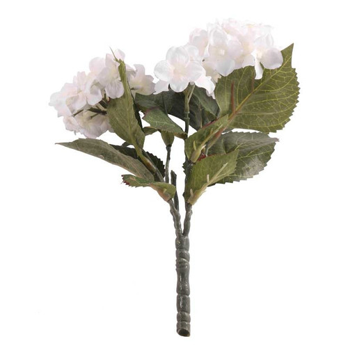 Hydrangea Cream Bush Hydrangea Cream Bush