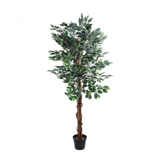 Varigated Ficus Tree (150cm) - Discontinued