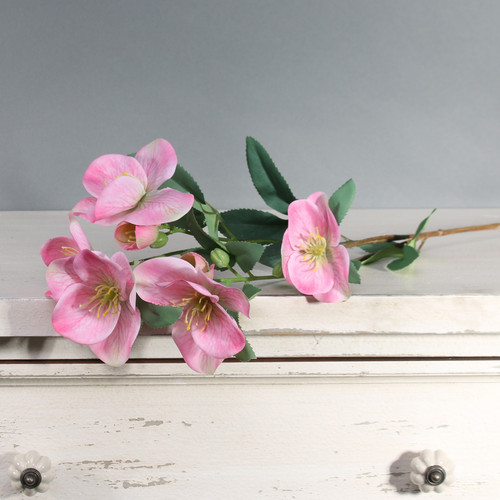 Tintagel Hellebore Pink