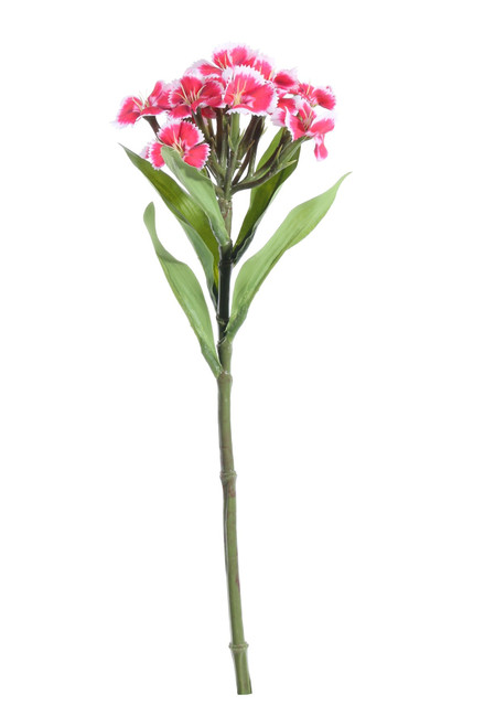 Beauty Dianthus on a Short Stem (32cm) - Discontinued