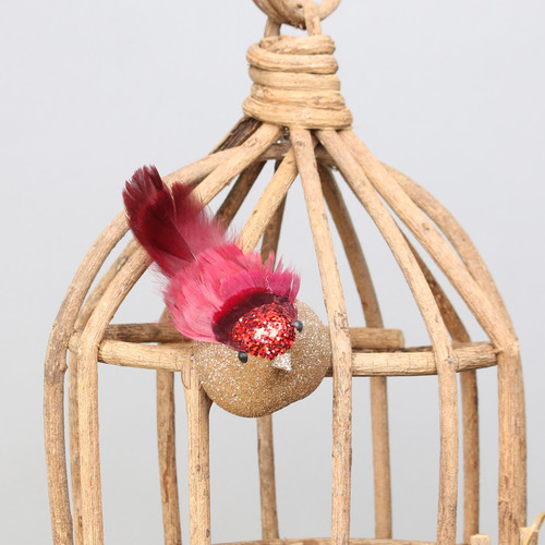 Red Longtail Finch with clip Red Longtail Finch with clip