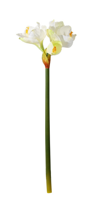 White Emperor Amaryllis (S) White Emperor Amaryllis (S)