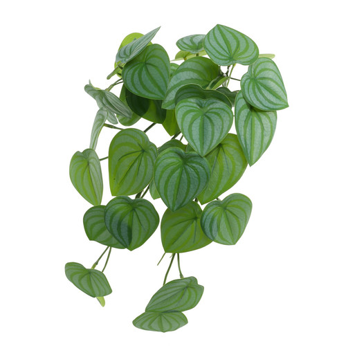 Trailing Scindapsus Houseplant (40cm)