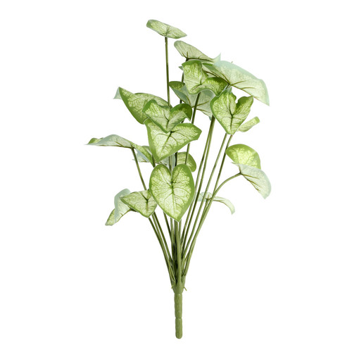 Syngonium Houseplant (46cm) 