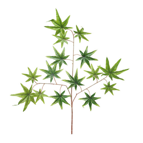 Essential Green Autumn Maple (12) Essential Green Autumn Maple (12)