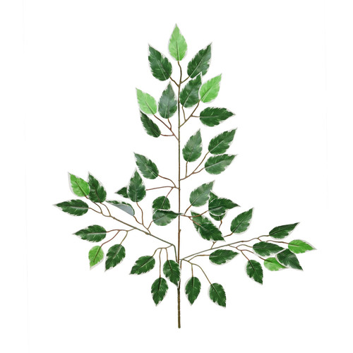 Essential Variegated Ficus Stem Essential Variegated Ficus Stem