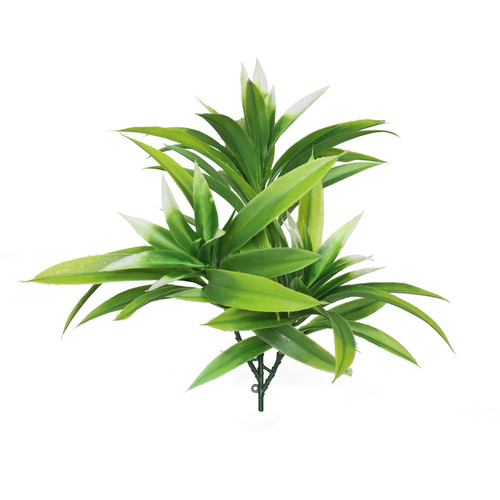 White Tipped Yucca Trio (25cm) White Tipped Yucca Trio (25cm)