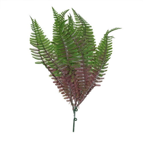 Purple Shady Fern (30cm) 