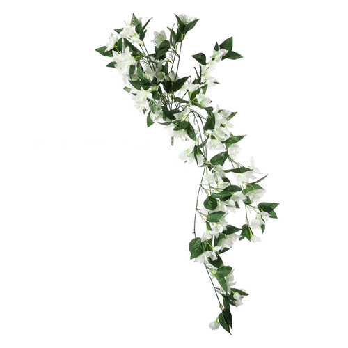 Essential White Bougainvillea Bush