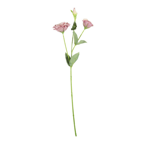 Essential Blush Lisianthus
