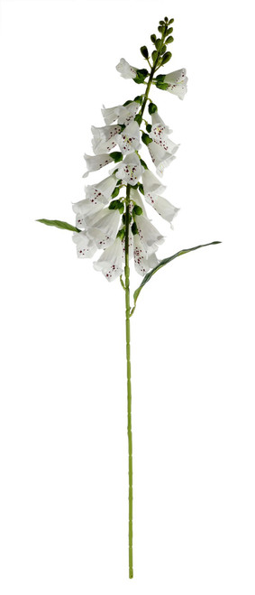 Essential White Foxglove