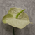 Anthurium White