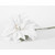 70cm Single Poinsettia White  70cm Single Poinsettia White
