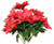 Red Poinsettia Bush (x12)