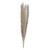 Natural Pampas Grass (Pack of 5 Stems)