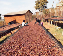 Ethically sourced carbonic maceration whole bean coffee from Ethiopia