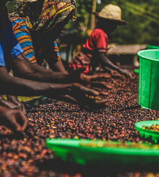 Ethically sourced all natural processed Ethiopian whole bean coffee