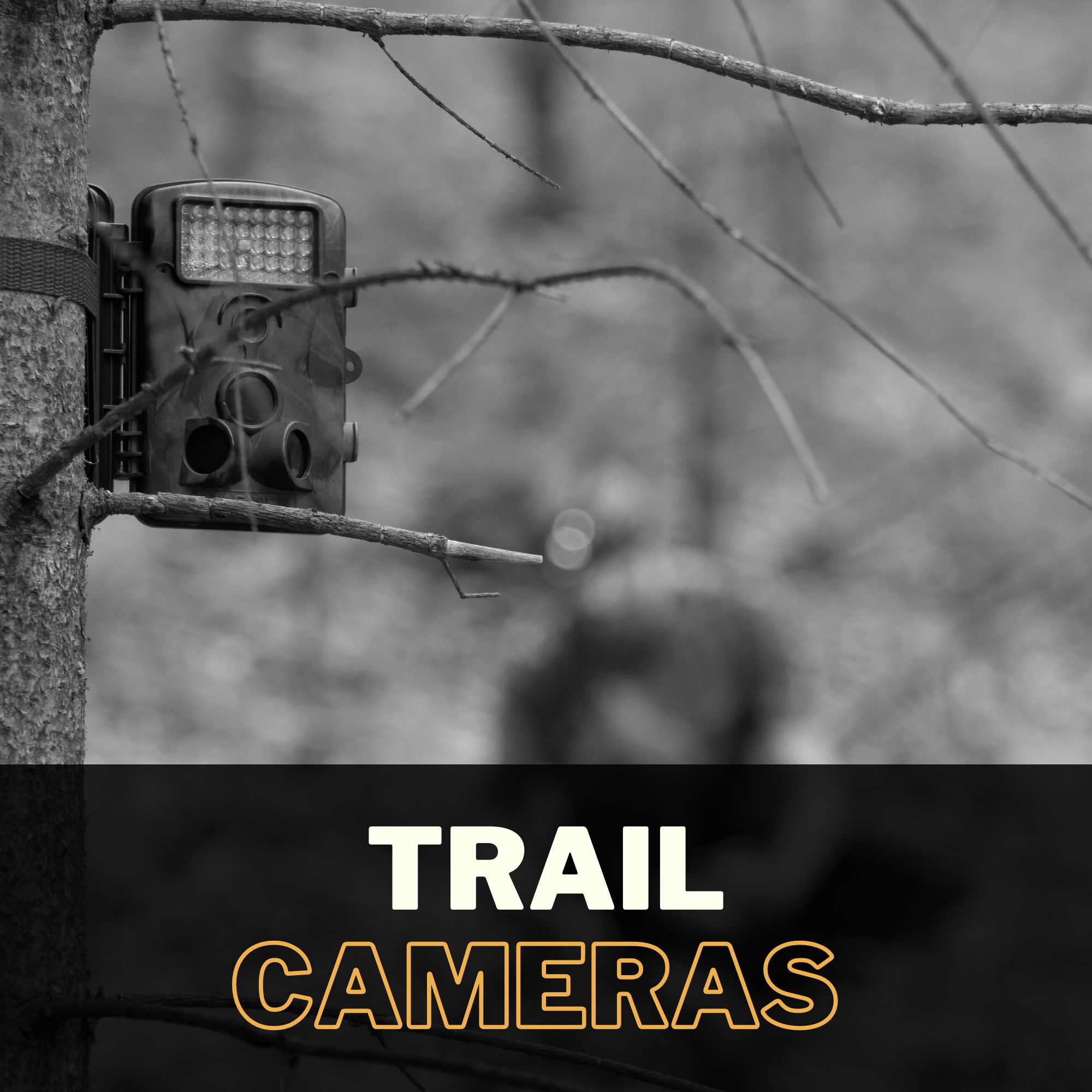 Game Cameras at EKHO RIDGE