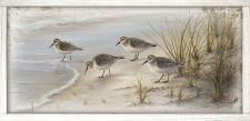 23x46 4 LG Sandpipers  PB-610-112