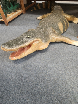 ALLIGATOR 95 X 34 X 10 N42112-128