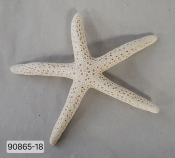WHITE STARFISH 3-4" 90865-18