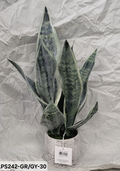 Sansevierria in Pot LPS242-GR/GY-30