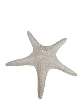 12IN STARFISH OC160-53