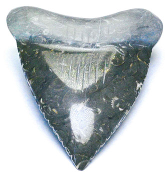 Marble Megalodon Tooth 4" MMT-4