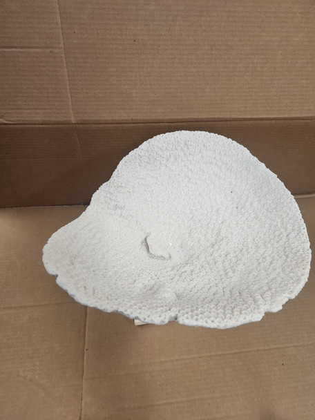 CORAL ON BASE BEA45361-4
