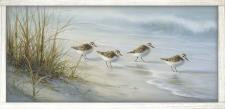 23x46 4 MD Sandpipers 2 PB-611-112