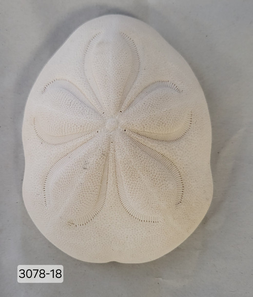 SEA BISCUIT 4-5" 3078-18