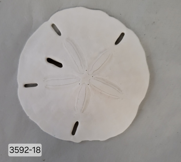 ROUND SAND DOLLAR 3592-18