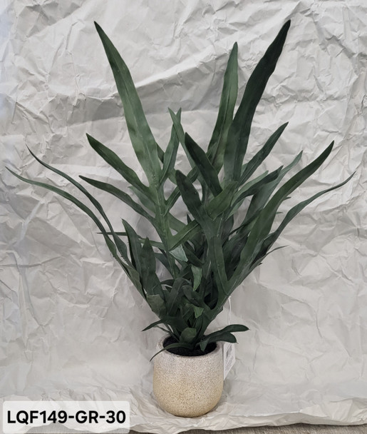 JAVA FERN IN POT LQF149-GR-30